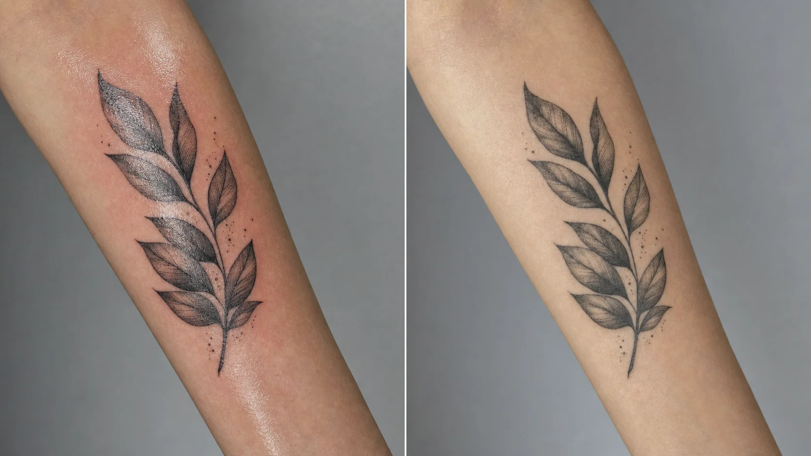 同一個紋身 fresh（濕、高對比、腫）同 healed（沉穩、柔啲、貼返真皮膚色）並排對照